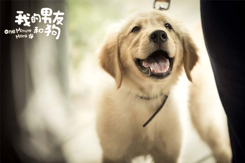《我的男友和狗》全国公映 范冰冰何炅等呼吁排片