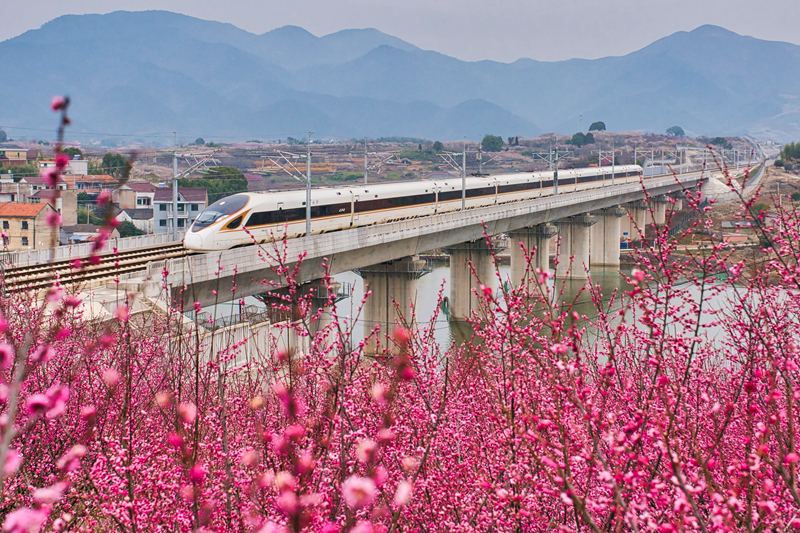 列车穿过花海。中国铁路上海局集团有限公司融媒体中心供图