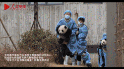 熊猫宝宝贺新春