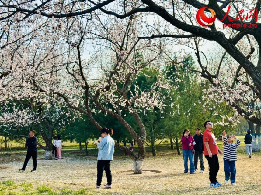 游客在北京长阳公园赏花。人民网记者 刘微摄