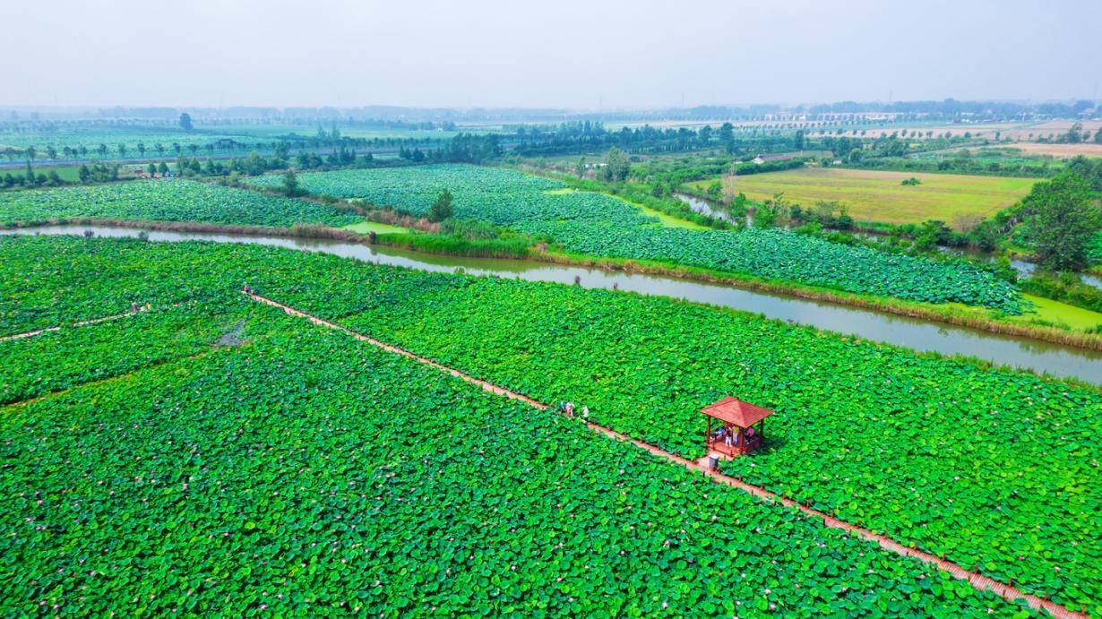 美丽的新庄镇杉荷园湿地。（宿豫区委宣传部供图）