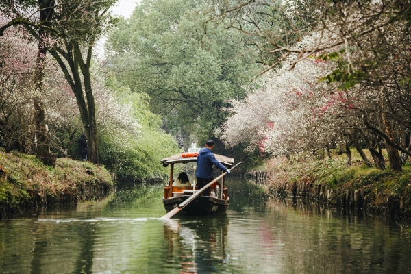 杭州西溪湿地，河岸梅花盛开。图片：视觉中国