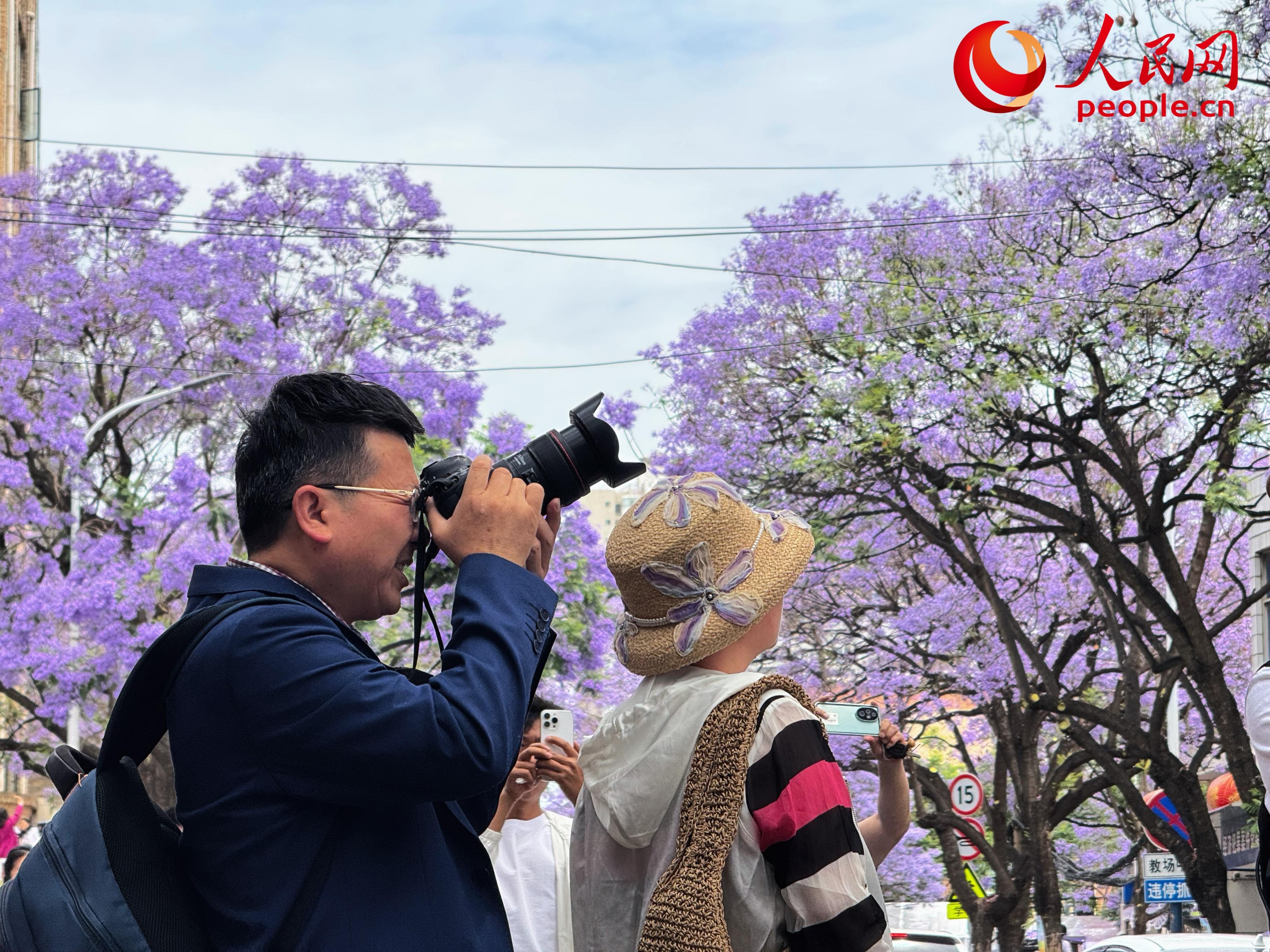 5月11日，昆明街头蓝花楹绽放，游客正在拍照。人民网记者 刘微摄