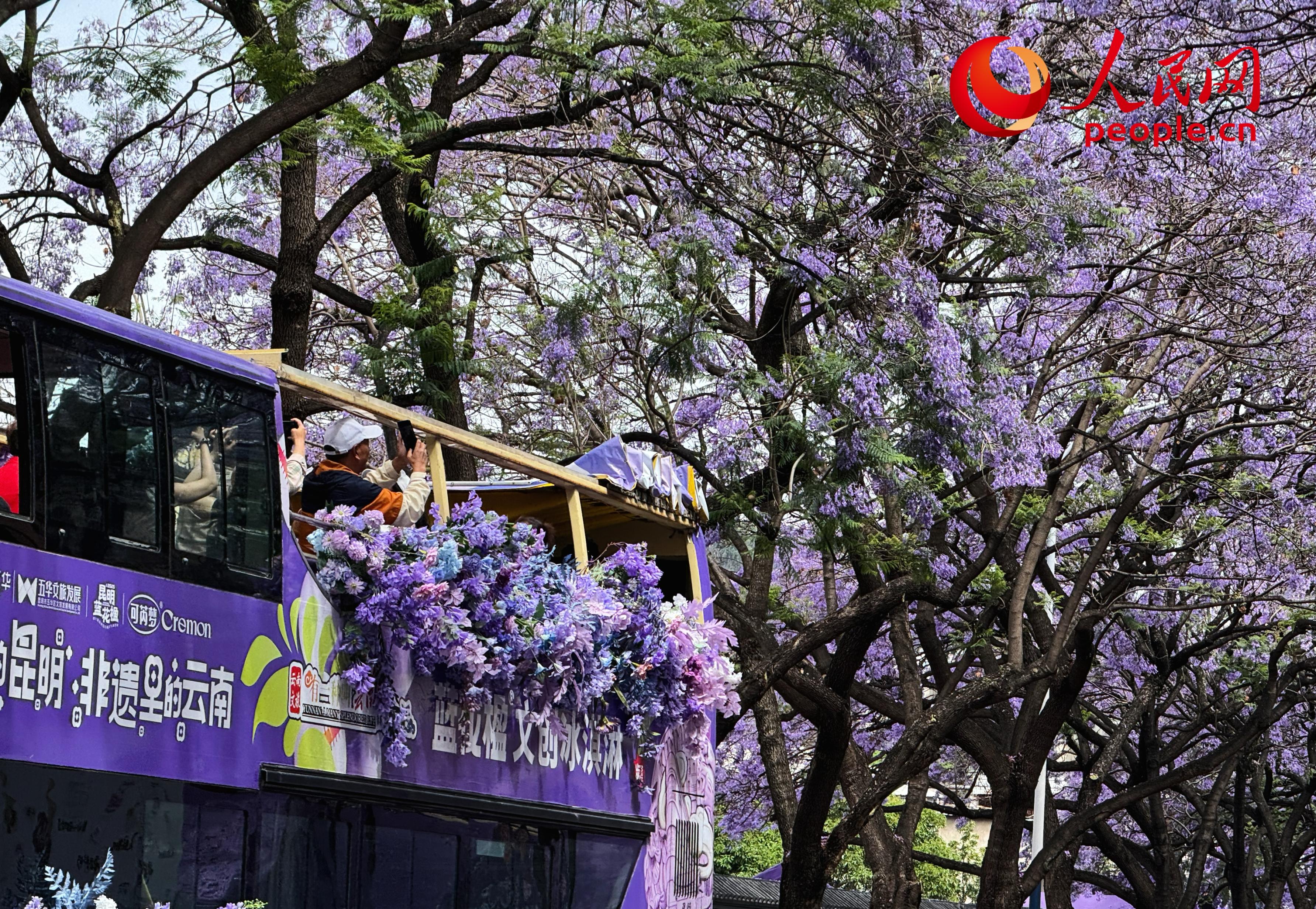 5月11日，昆明街头蓝花楹绽放，赏花巴士上的市民游客正在拍照。人民网记者 刘微摄