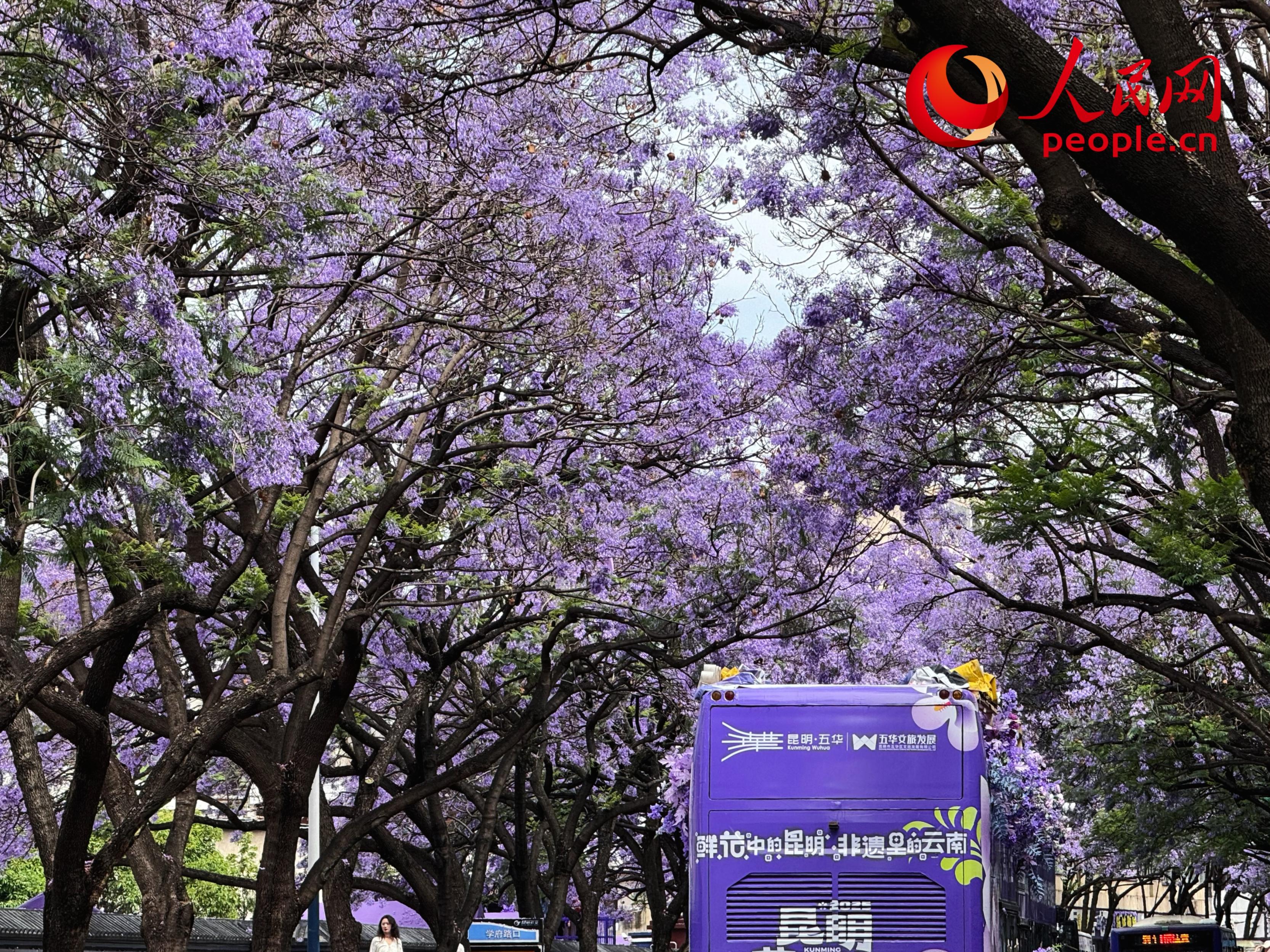 5月11日，昆明街头蓝花楹绽放。人民网记者 刘微摄
