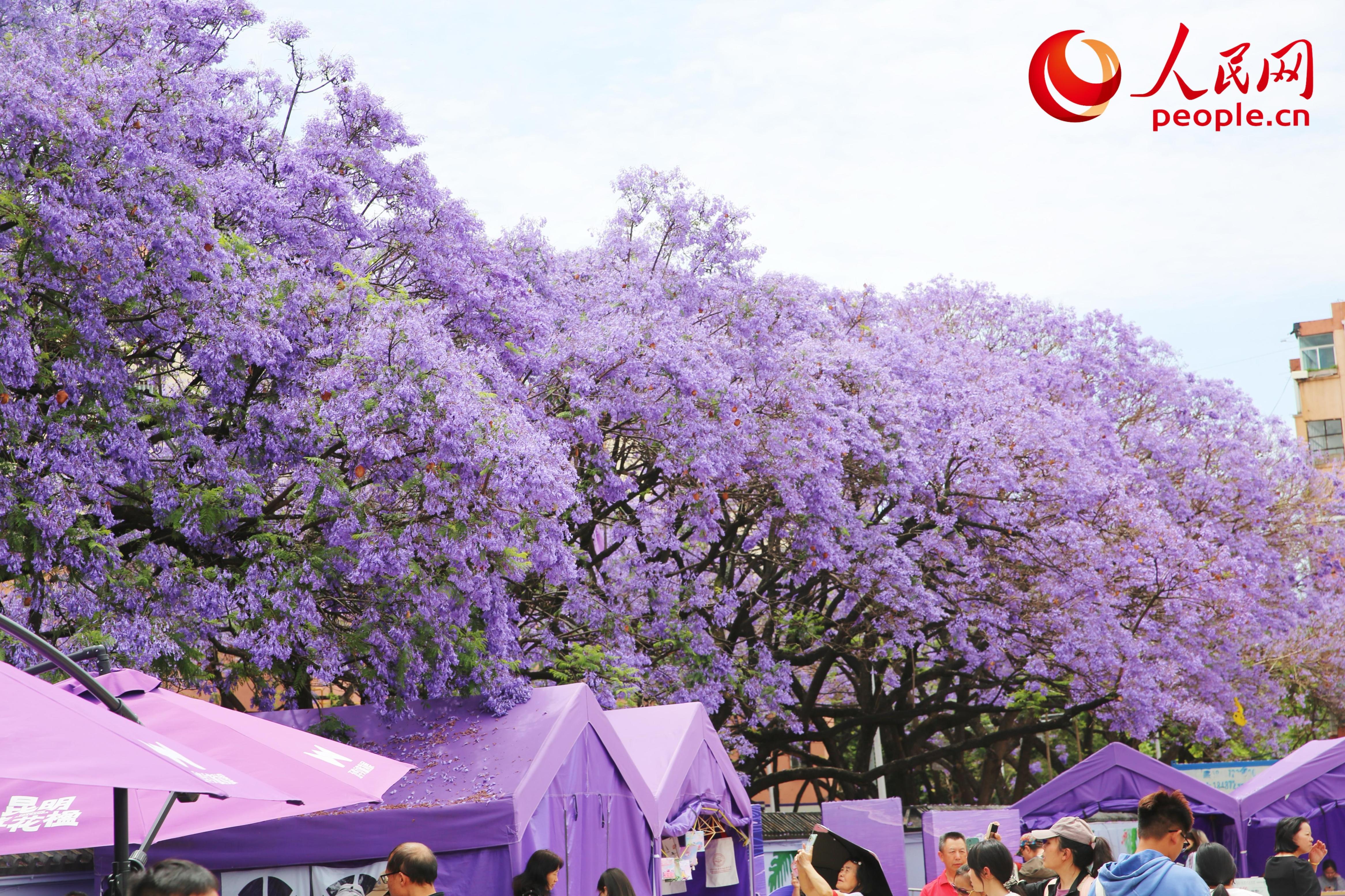 5月11日，昆明街头蓝花楹绽放。人民网记者 刘微摄
