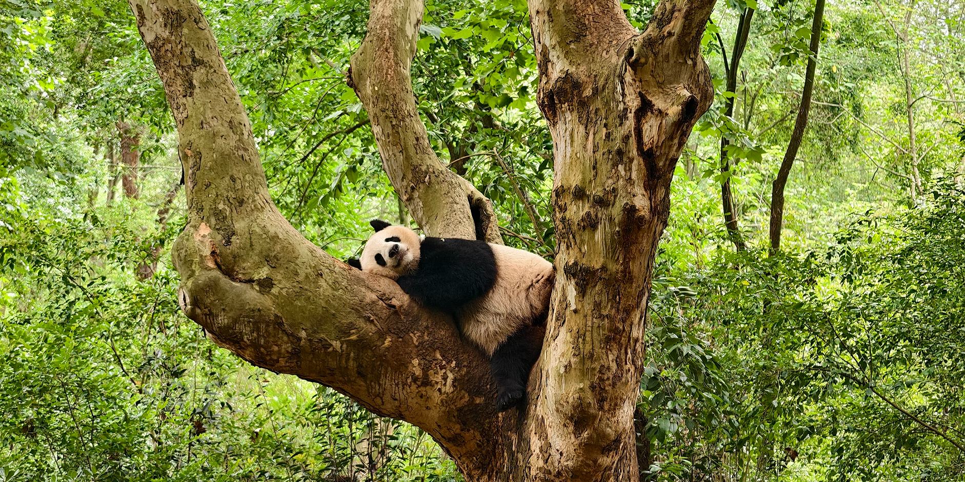“巴适得很” 跟着成都世运会游巴蜀