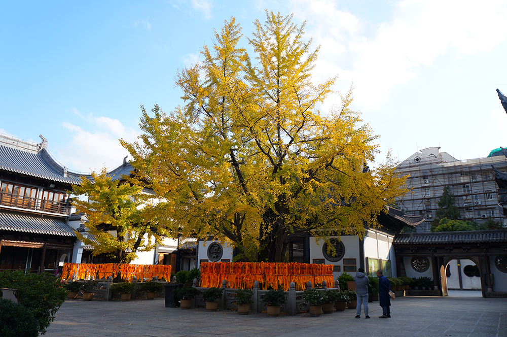 上海市真如寺大殿·古银杏。国家文物局供图