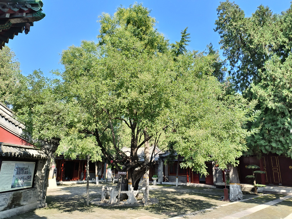 河北省定州文庙·东坡双槐（龙槐）。国家文物局供图