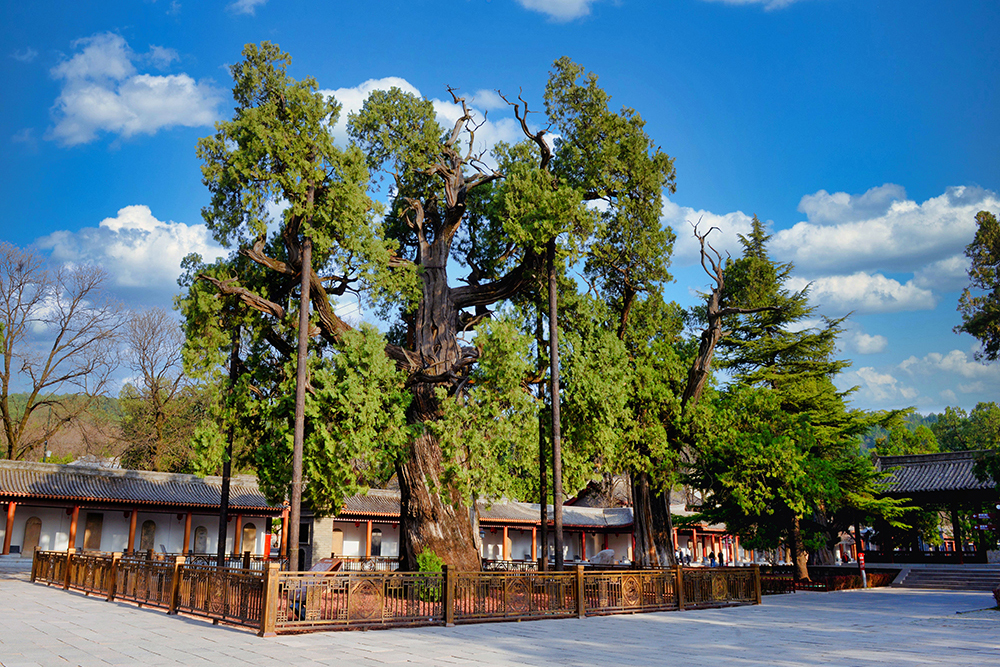 陕西省黄帝陵·黄帝手植柏、保生柏（图为手植柏）。国家文物局供图