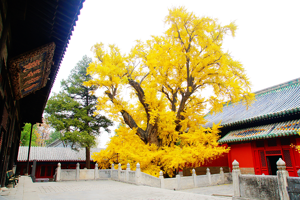 北京市大觉寺·千年银杏。国家文物局供图