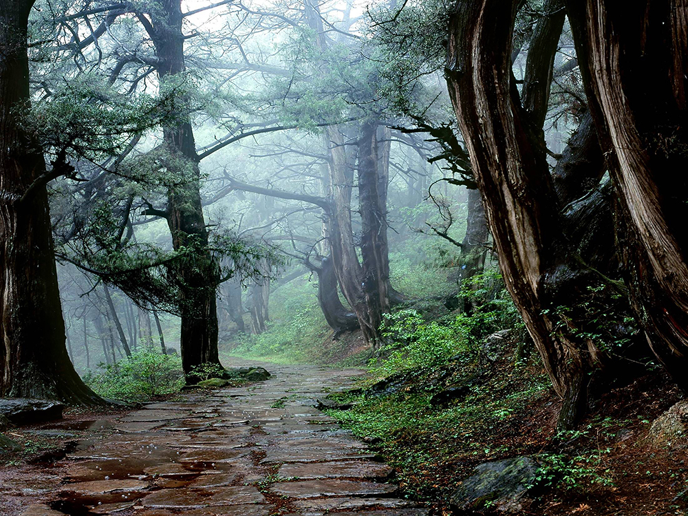 四川省剑门蜀道遗址·翠云廊古柏群剑阁段。国家文物局供图