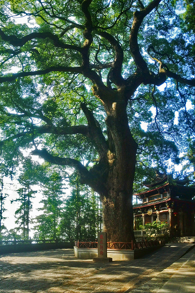 福建省清水寺·枝枝朝北（古樟树）。国家文物局供图