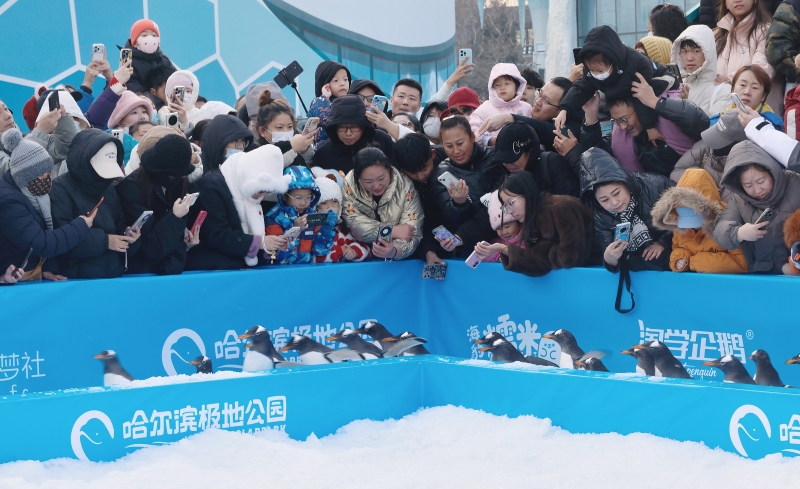 哈尔滨极地公园“淘学企鹅”巡游活动举行。图片来源:视觉中国