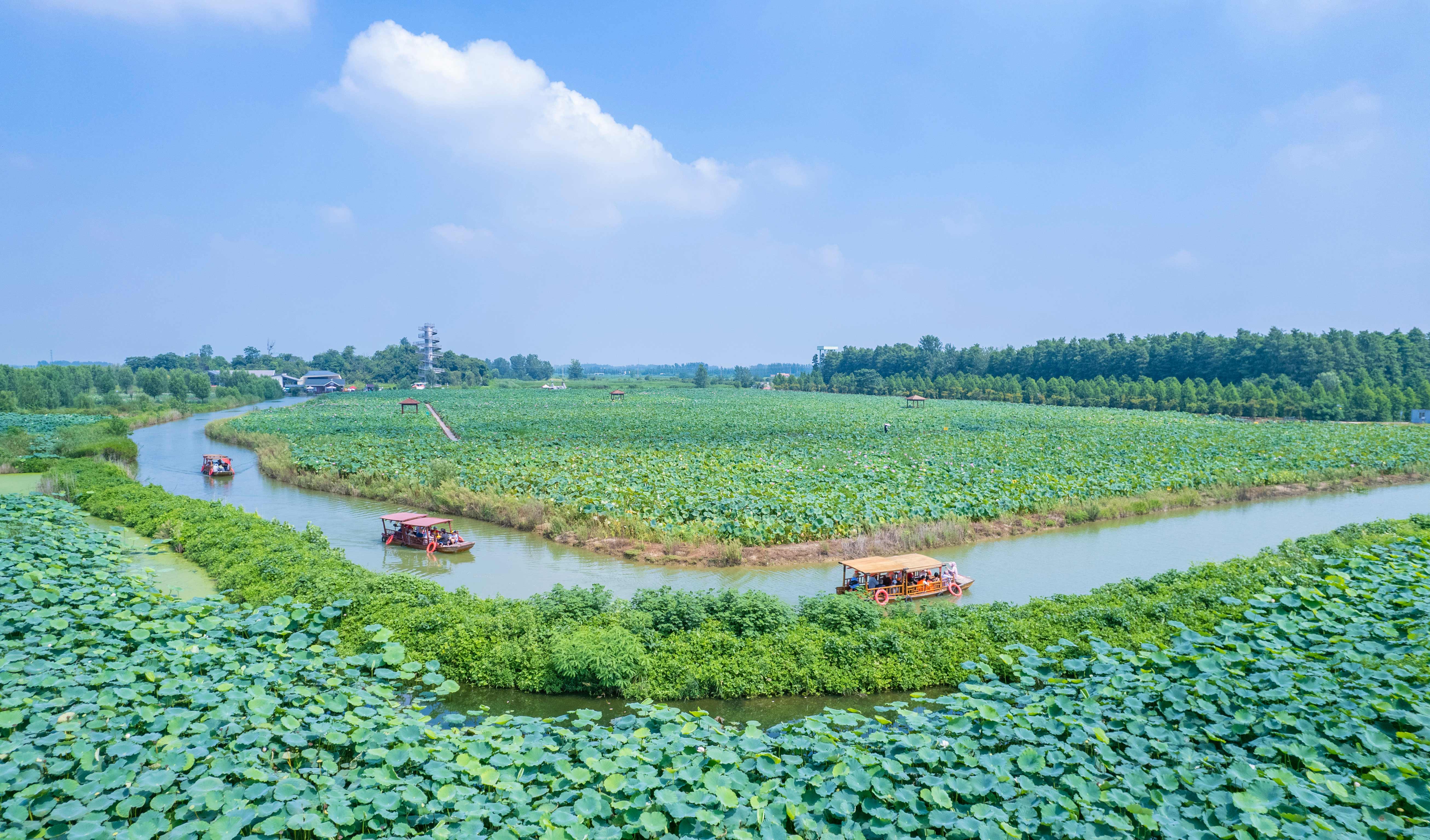 游客乘船游览杉荷园