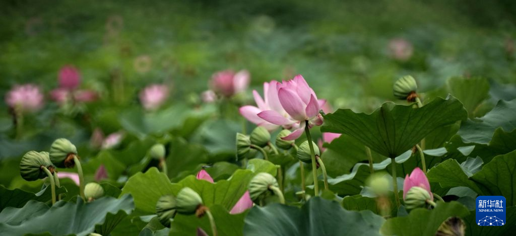 7月26日在圆明园遗址公园拍摄的荷花。