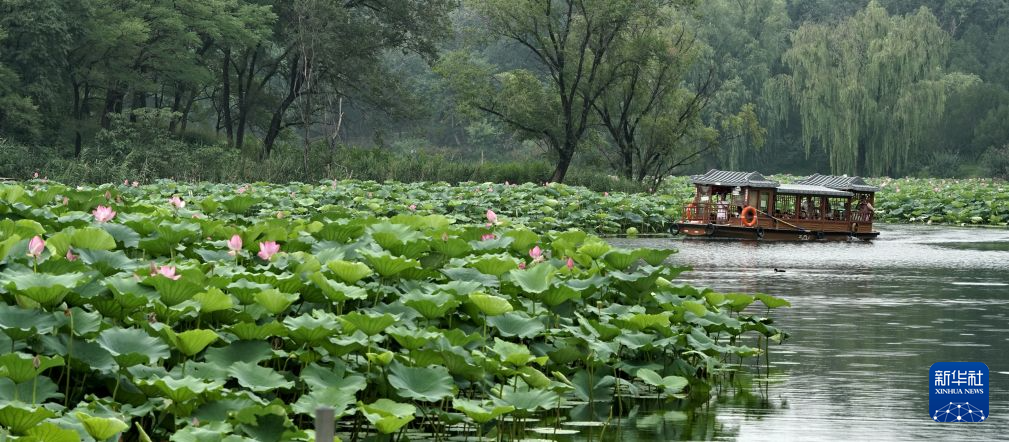 7月26日，游人在圆明园遗址公园内乘船观赏荷花。
