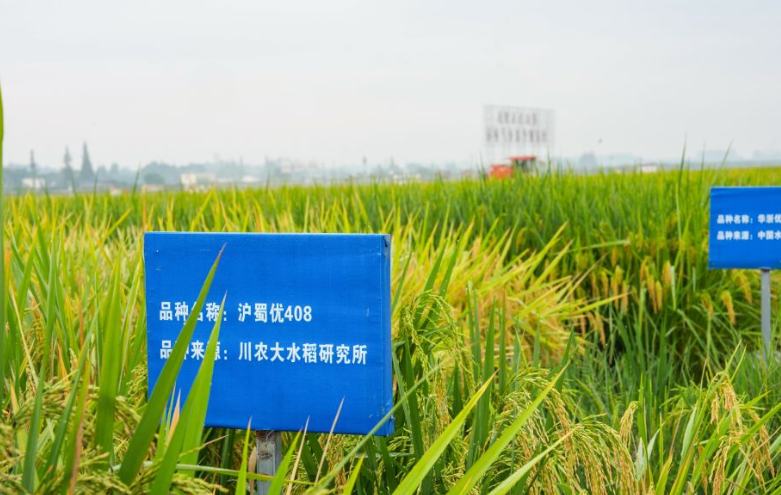 永丰村迎秋粮收获