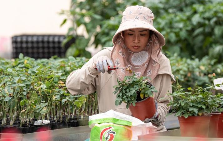 花开玉溪 产业向新