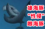 雄海豚暴力性侵雌海豚