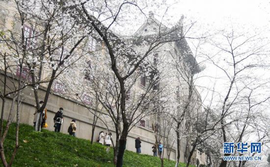 武汉大学开始接待预约游客进校赏樱花