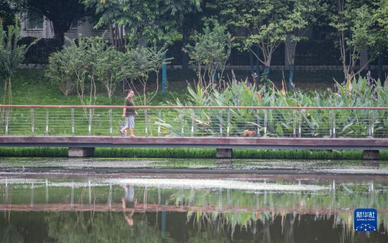 重庆南岸：苦竹溪生态修复显成效