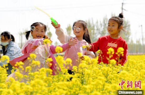 4月18日码头镇大龙湾村油菜花盛开绽放，小朋友在花丛中玩耍。　苗凤强 摄