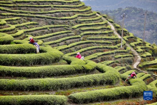 福建连江：“茶旅融合”促振兴