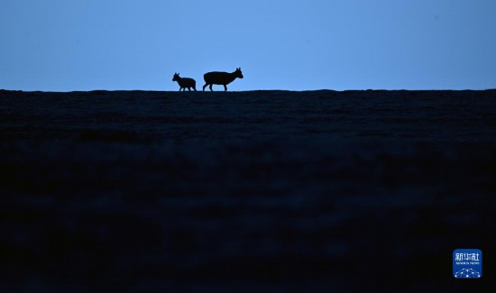 “藏羚羊产房”卓乃湖的日与夜