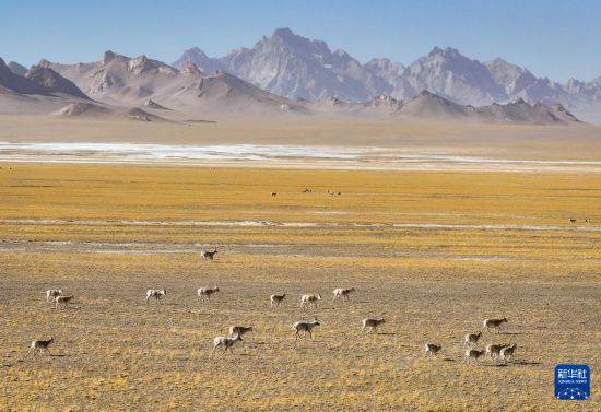 新疆阿尔金山保护区藏羚进入交配高峰期