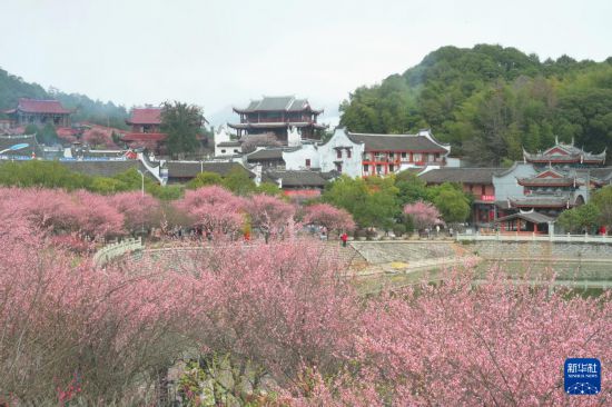 福州：千年古刹举行梅花文化节