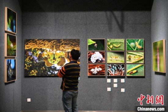 百余幅生态艺术摄影作品亮相昆明 展示云南生物多样性之美