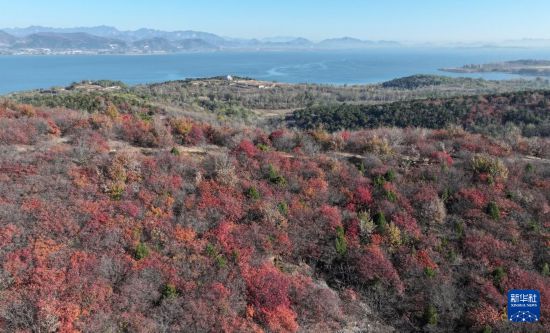 漫山秋叶 层林尽染