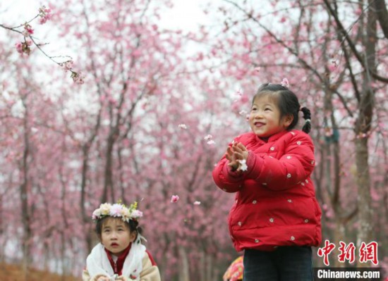 3月7日，两名女童在樱花树下开心玩耍。近日，云南省昆明市宜良县山后樱花谷约4000亩樱花进入最佳观赏期，吸引游客打卡。山后樱花谷种植樱花历史逾20年，共有60多个品种、37万余株，是云南省最大的樱花种植基地。中新社记者 黄兴鸿 摄