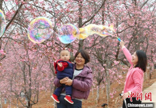 3月7日，游客在樱花谷中玩耍。近日，云南省昆明市宜良县山后樱花谷约4000亩樱花进入最佳观赏期，吸引游客打卡。山后樱花谷种植樱花历史逾20年，共有60多个品种、37万余株，是云南省最大的樱花种植基地。中新社记者 黄兴鸿 摄