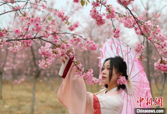 3月7日，一名身穿汉服的游客赏樱花。近日，云南省昆明市宜良县山后樱花谷约4000亩樱花进入最佳观赏期，吸引游客打卡。山后樱花谷种植樱花历史逾20年，共有60多个品种、37万余株，是云南省最大的樱花种植基地。中新社记者 黄兴鸿 摄
