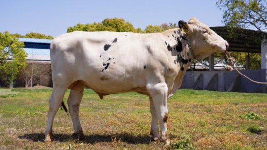 光明乳业种公牛首登国际百强榜