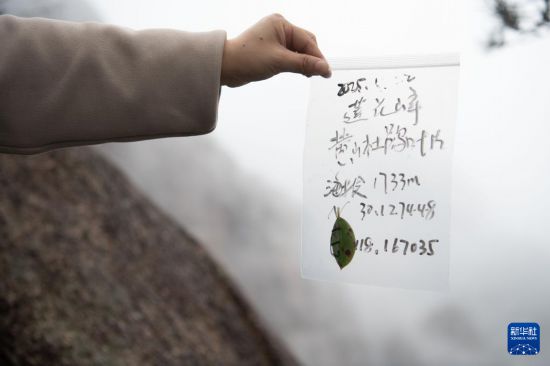 2025年4月22日，黄山风景区管理委员会园林局资源保护管理科林业工程师汤明霞在封闭轮休中的莲花峰景点采集林业有害生物样本。