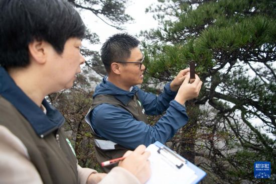 　2025年4月22日，黄山风景区管理委员会园林局高级工程师吴贻军（右）和同事汤明霞在封闭轮休中的莲花峰景点检测代表性植物黄山松梢头生长量。
