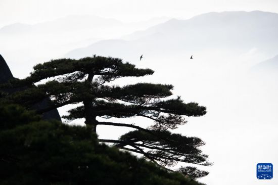 这是2025年4月23日拍摄的黄山风景区一景。