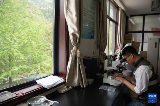 2025年4月23日，黄山风景区管理委员会园林局高级工程师吴贻军通过显微镜鉴定黄山松林业有害生物种类。