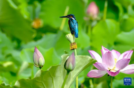 在位于福州市晋安区的晋安湖公园荷花塘里,一只翠鸟停在莲蓬上(6月21日摄)。