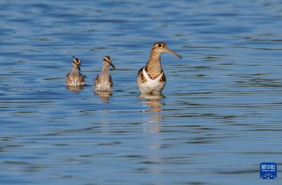 在福州连江县山堂村，彩鹬在水田里觅食（7月30日摄）。