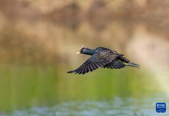 在福州连江县山堂村，一只董鸡在水田上空飞行（7月30日摄）。