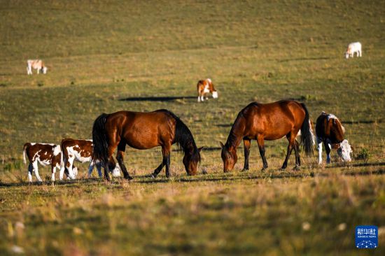 9月19日，畜群在草原上觅食。