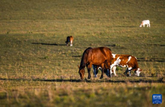 9月19日，畜群在草原上觅食。