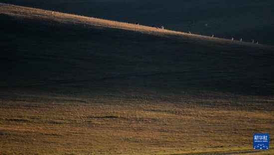 9月19日，畜群在草原上觅食。