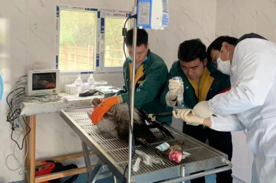 2020年秋季,西宁野生动物园的工作人员在救助落单的黑颈鹤。新华社发