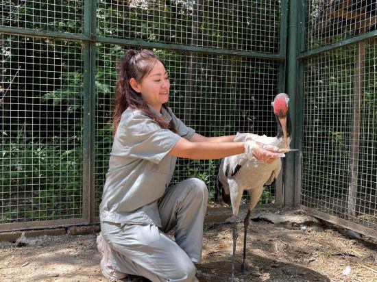 7月3日,西宁野生动物园饲养员李晓清在给黑颈鹤喂食。新华社记者 周盛盛 摄