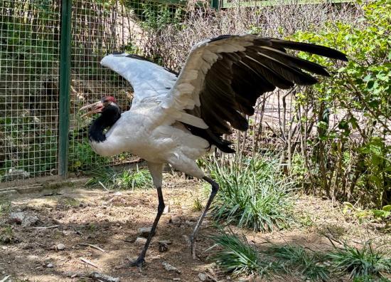 这是7月3日在西宁野生动物园拍摄的黑颈鹤。新华社记者 周盛盛 摄